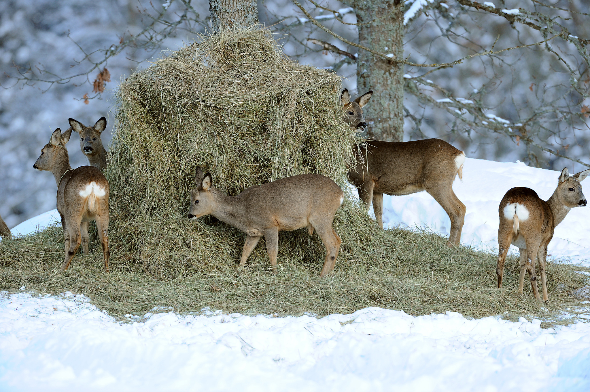 Ensilage är ett bra och billigt fodermedel för rådjur. Kom ihåg att hålla i utfodringen tills rådjuren lämnar foderplatserna självmant. Foto: Kenneth Johansson