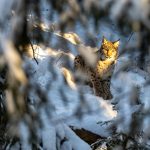 Splittrad domstol stoppar lojakten – kräver begränsning av honor