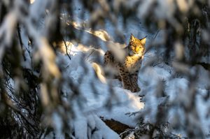 Licensjakten på lodjur i Gävleborg stoppas av domstol.