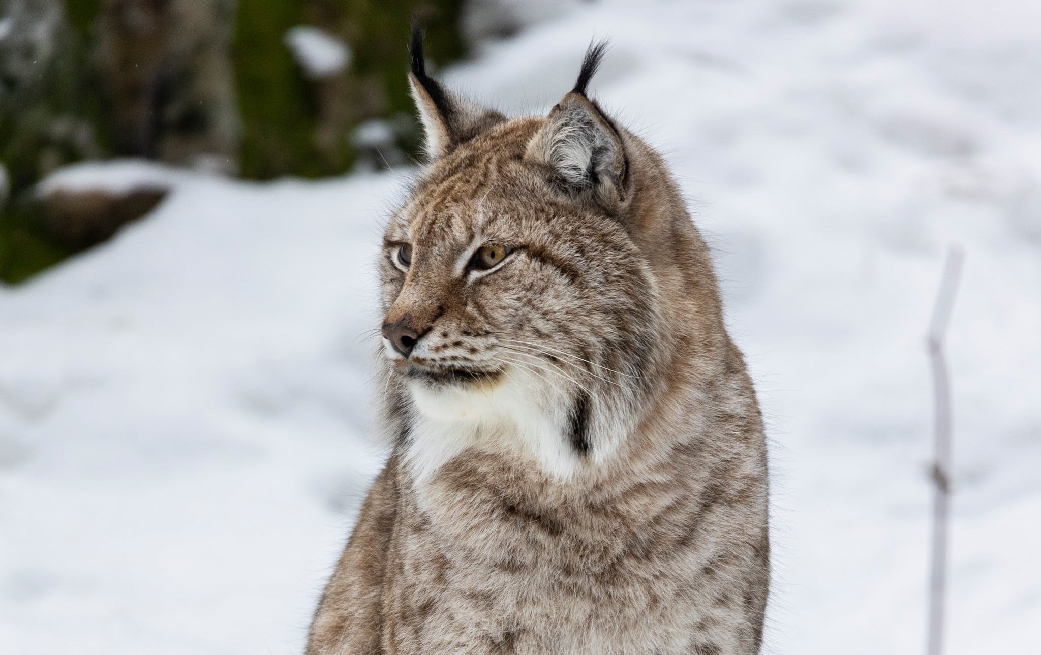 Honkvot införs i Gävleborgs lodjursjakt.