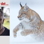 Naturskyddsföreningens populism infekterar lodjursförvaltningen