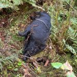 Ett av vildsvinen som dog vid utbrottet av afrikansk svinpest i Fagersta under hösten 2023. Foto: Kjell Granqvist