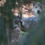 Länsstyrelsen anser inte att det finns några förutsättningar att bevilja skyddsjakt i vargreviret Strolången i Östergötland.