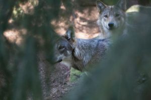 Länsstyrelsen anser inte att det finns några förutsättningar att bevilja skyddsjakt i vargreviret Strolången i Östergötland.