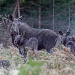 Om ni jägare vill att fler skogsägare ska skapa mer foder i skogen genom att föryngra med tall så ligger bollen hos er. Det behöver bli lika lätt att lyckas med tallplantering som med gran, skriver debattören.