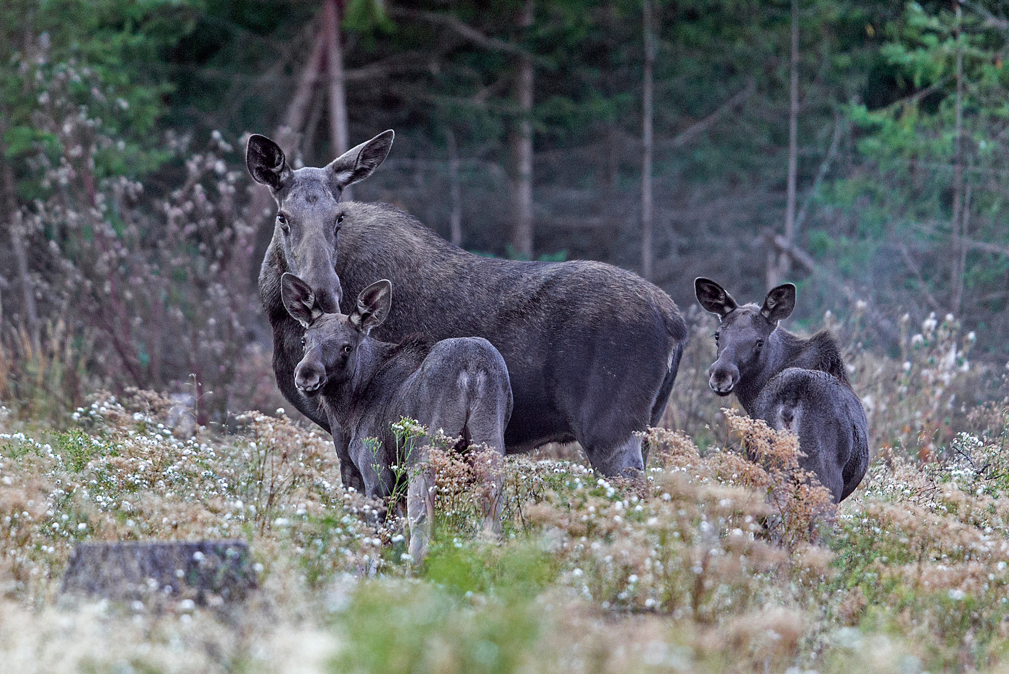 Om ni jägare vill att fler skogsägare ska skapa mer foder i skogen genom att föryngra med tall så ligger bollen hos er. Det behöver bli lika lätt att lyckas med tallplantering som med gran, skriver debattören.