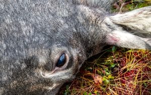 De jaktlag som fortfarande menar att de känner sin älgstam – ibland på individnivå – får i praktiken lämna över sin tilldelning till andra. Lokal kunskap väger lätt mot centralt uppsatta mål, skriver debattören.