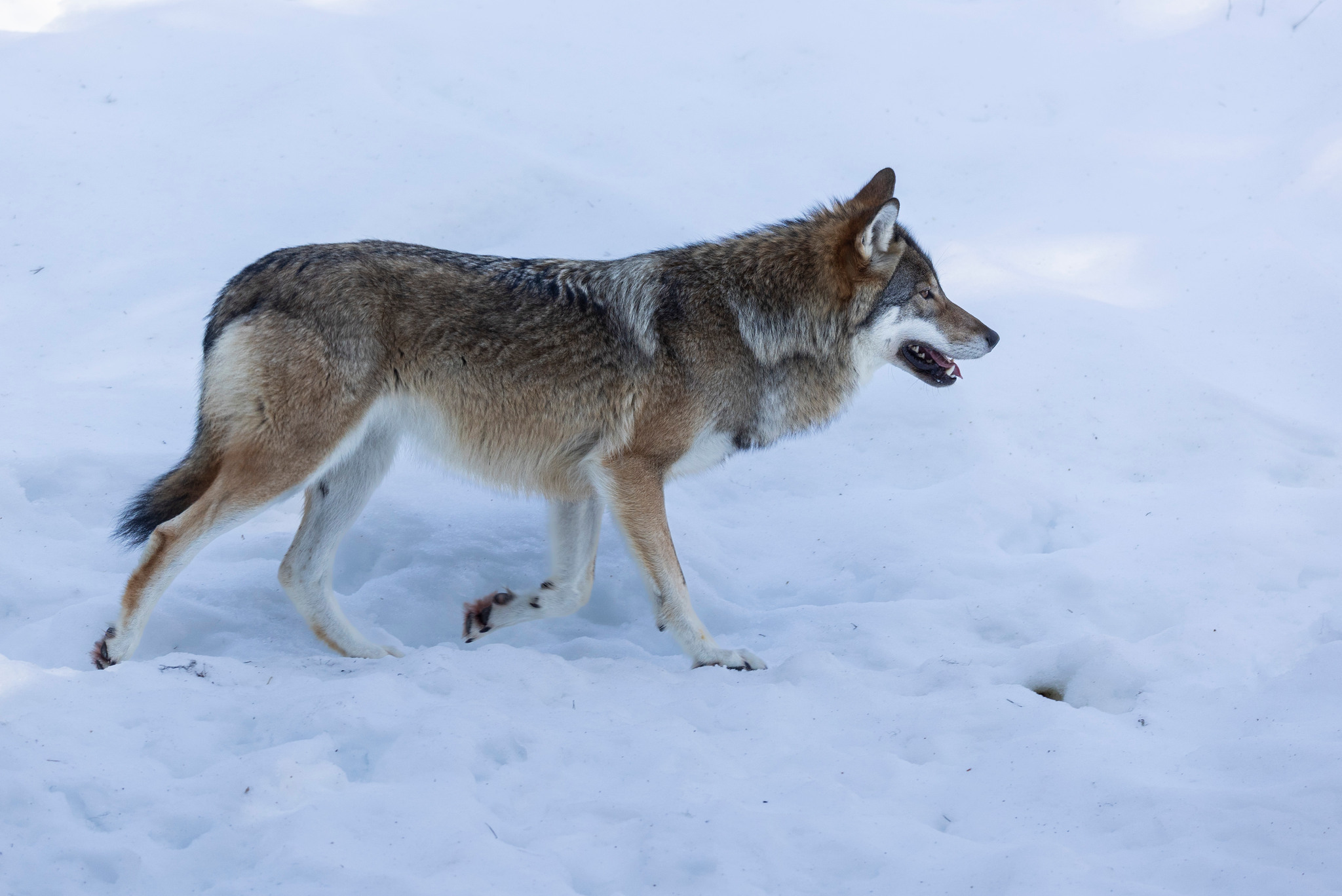 En varg har fällts på skyddsjakt i Jämtland.