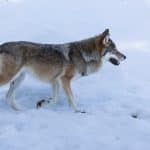 Varginventeringen pågår till och med den 31 mars.