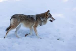 Varginventeringen pågår till och med den 31 mars.