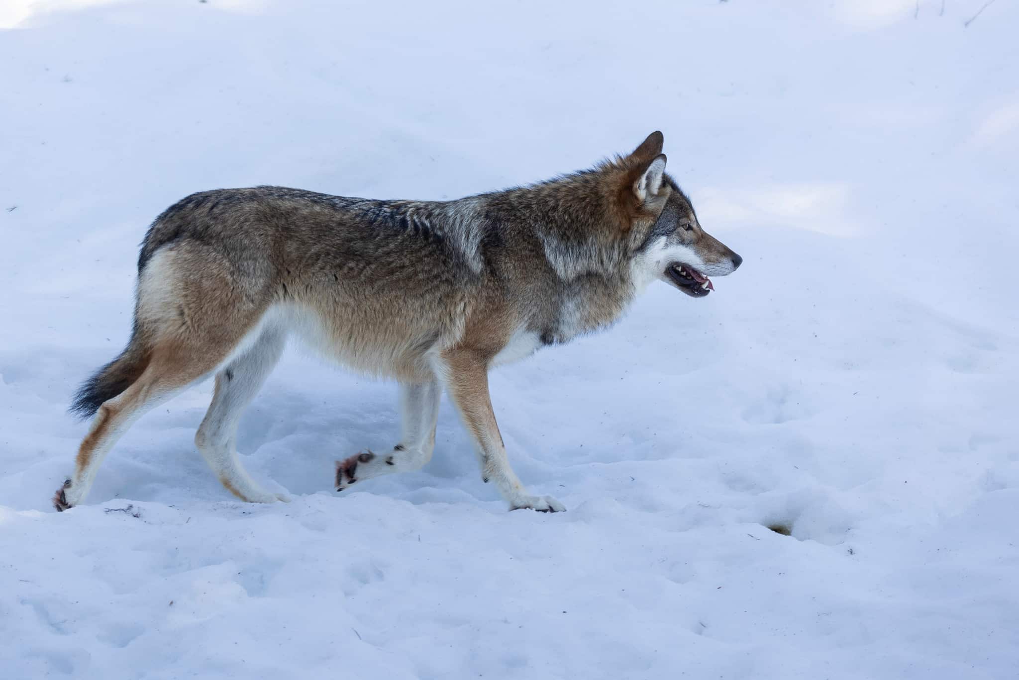 Varginventeringen pågår till och med den 31 mars.