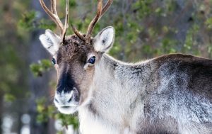 En björn får skjutas på skyddsjakt. Detta eftersom björnen befinner sig inne i en stor renhjord.