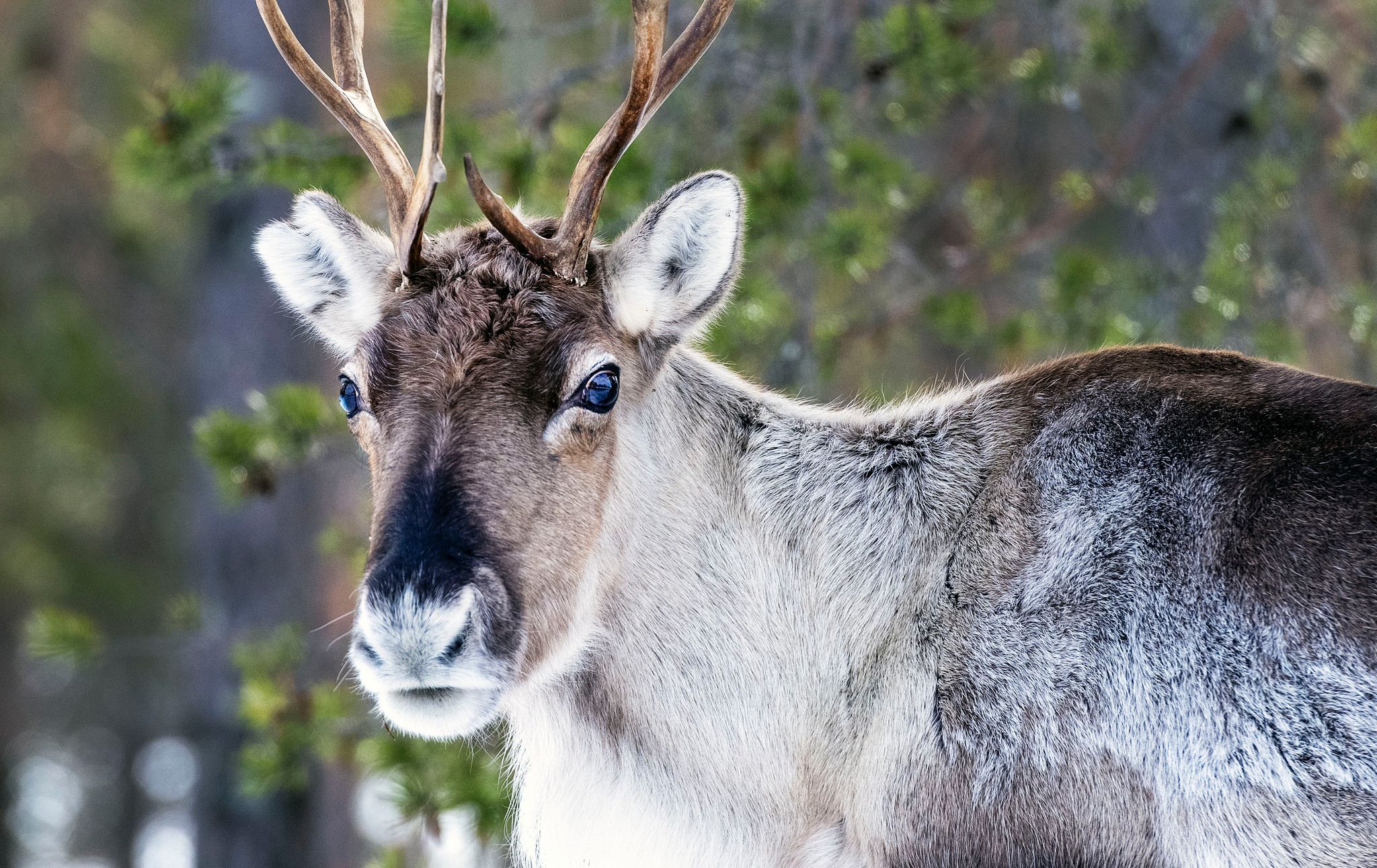 En björn får skjutas på skyddsjakt. Detta eftersom björnen befinner sig inne i en stor renhjord.