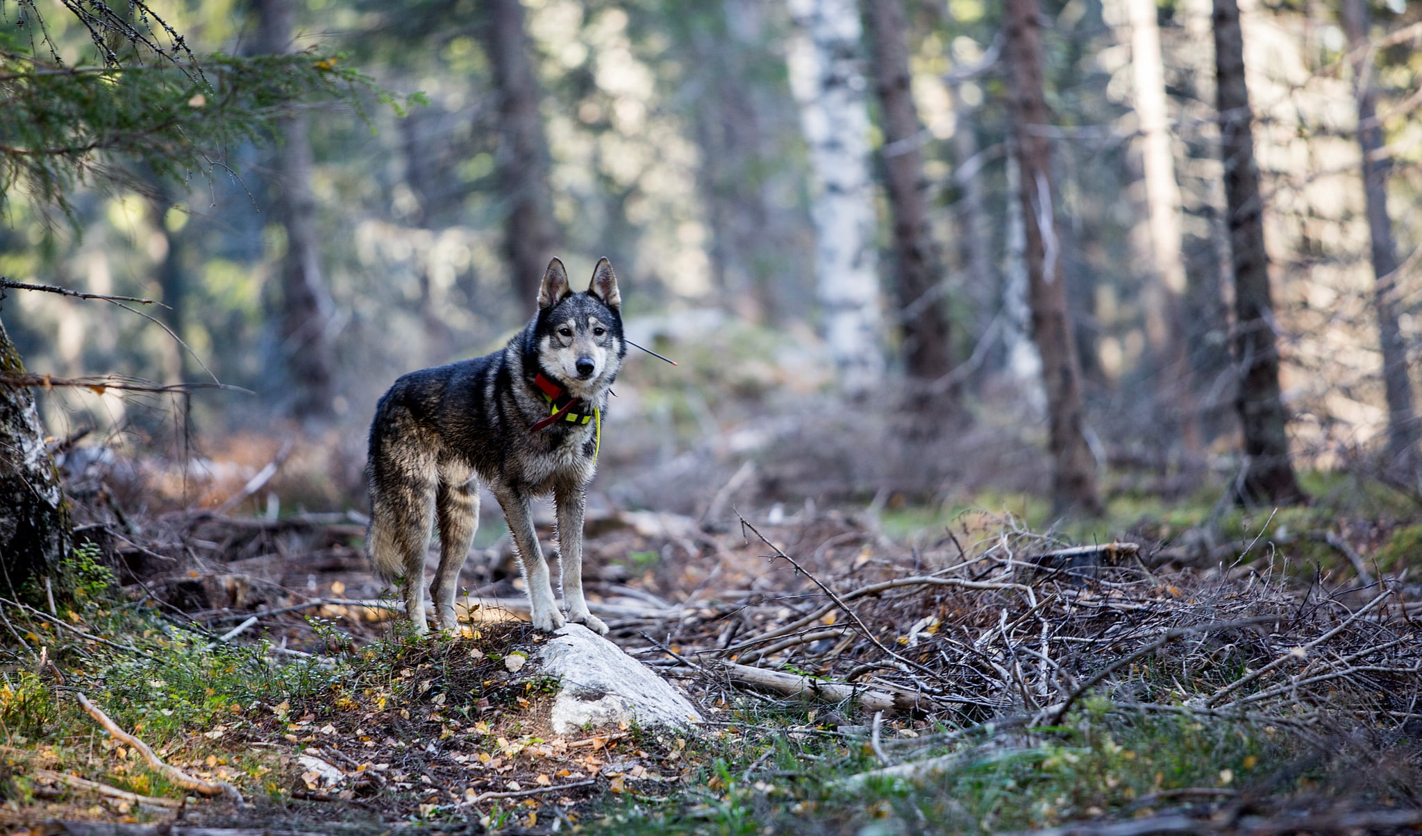 Jag tror att vi själva har byggt upp hatet mot jakten och nu riskerar vi att bli av med den. Det första som försvinner är rovdjursjakten. Sedan följer löshundsjakten, för den tycker jaktkritikerna inte om, skriver debattören.