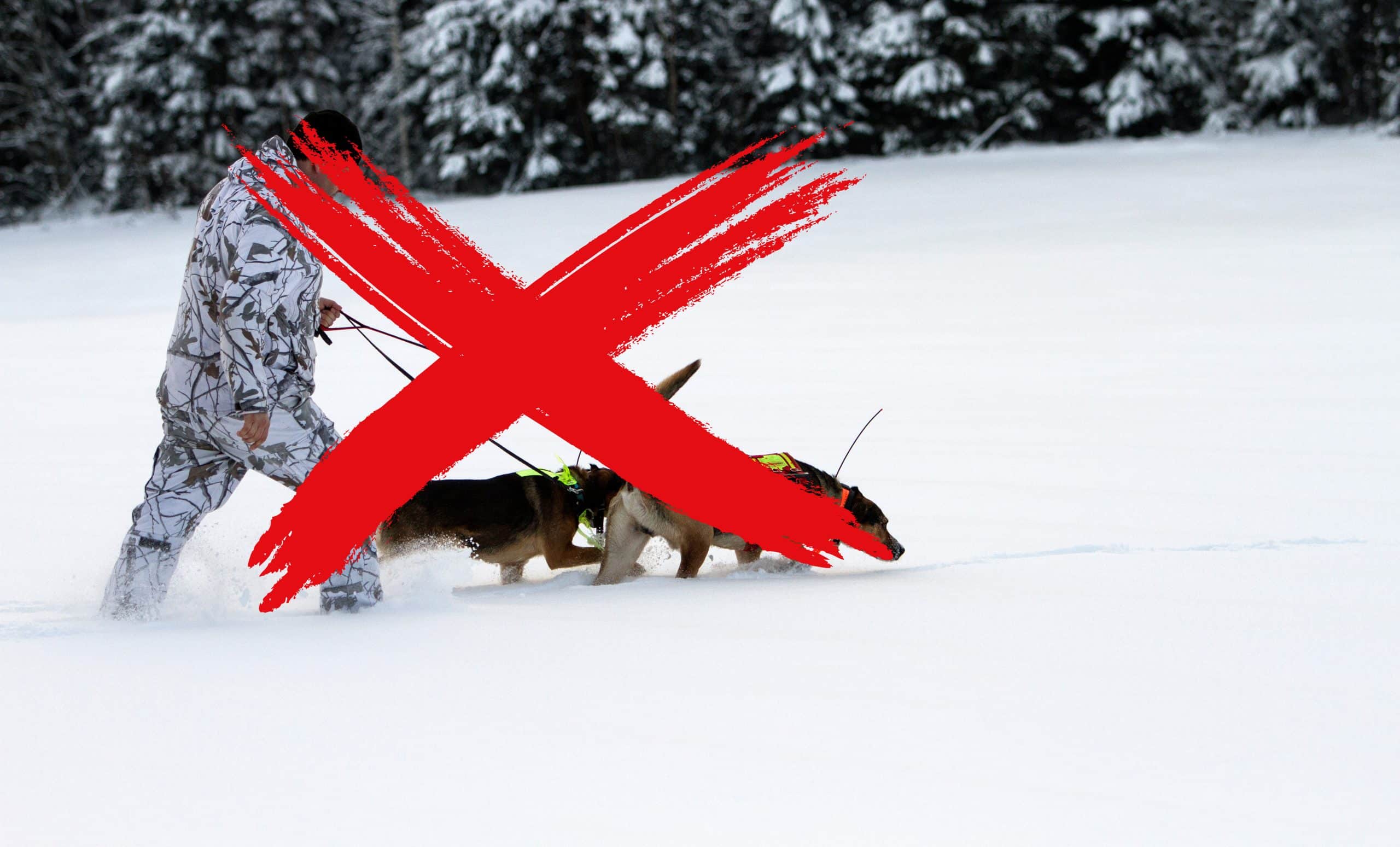 Lodjursjakten är stoppad – fortfarande väntar tusentals jägare på domstolens beslut.