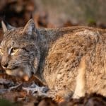 Licensjakten på lodjur är över för den här gången i Gävleborg.