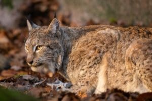 Licensjakten på lodjur är över för den här gången i Gävleborg.