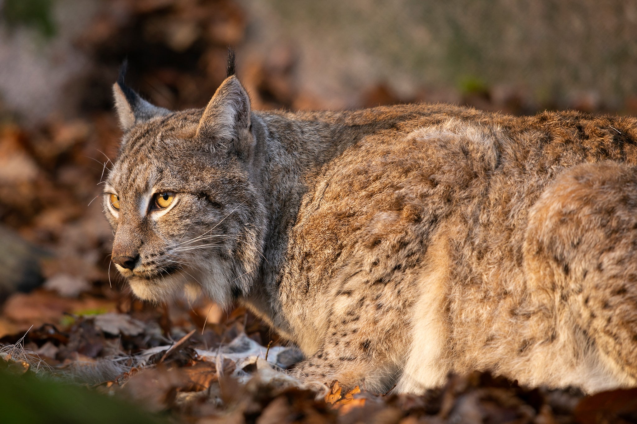 Licensjakten på lodjur är över för den här gången i Gävleborg.