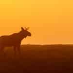 Älgstammen har minskat till följd av omfattande avskjutningskrav. Nu hamnar älgen därför på rödlistan.