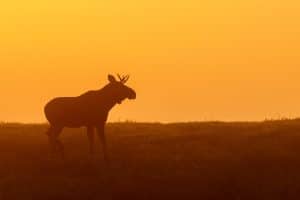 Älgstammen har minskat till följd av omfattande avskjutningskrav. Nu hamnar älgen därför på rödlistan.