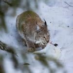 Domstol ger återigen grönt ljus för lodjursjakt i Gävleborg.