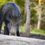 Härryda ska snart betala ersättning för vildsvin som fällts inom kommunen.