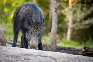 Härryda ska snart betala ersättning för vildsvin som fällts inom kommunen.