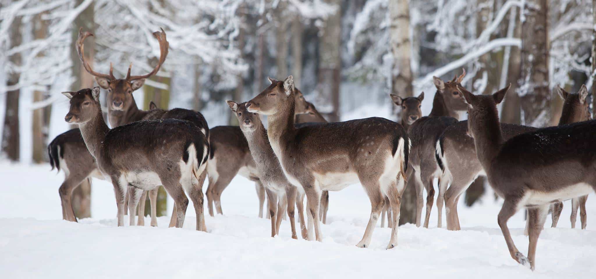 Söker Medlemmar till jaktlag – Jaktåret 2026–2027