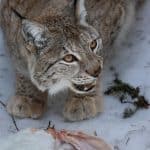 Jakttiden för lodjur är 1 mars till och med 15 april i de fyra mest nordliga länen, i övriga län får lodjur jagas under mars.