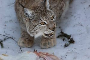 Jakttiden för lodjur är 1 mars till och med 15 april i de fyra mest nordliga länen, i övriga län får lodjur jagas under mars.