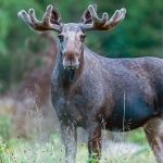 Nu kan du vandra för både din egen skull och för älgen.