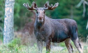 Nu kan du vandra för både din egen skull och för älgen.