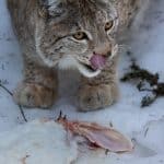 Licensjakten på lodjur är över för det här året i stora delar av landet.