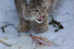 Licensjakten på lodjur är över för det här året i stora delar av landet.