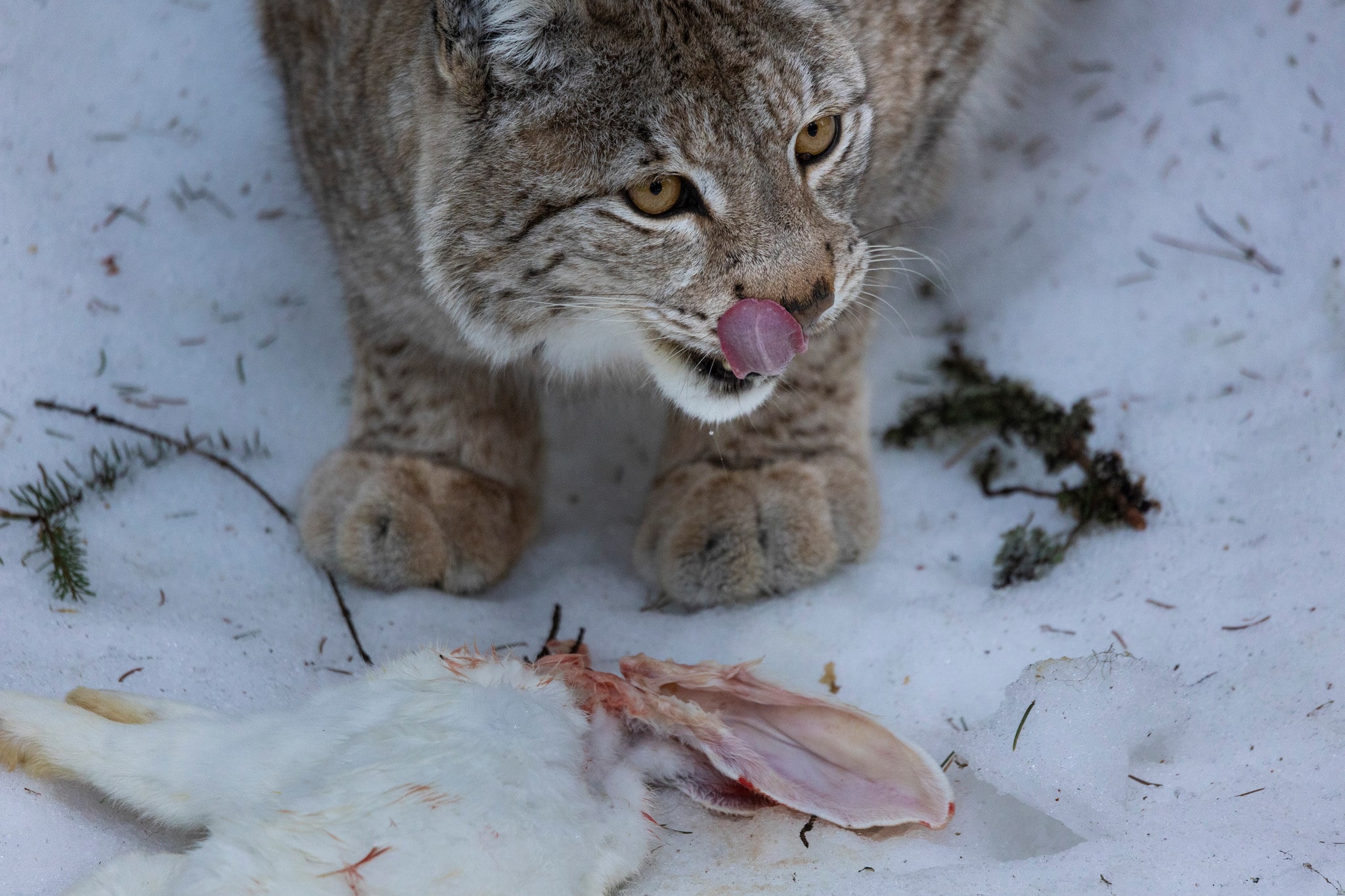 Licensjakten på lodjur är över för det här året i stora delar av landet.