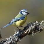 Just nu uppmanas allmänheten att sluta mata småfåglar i tre veckor, efter spridningen av blåmessjuka.