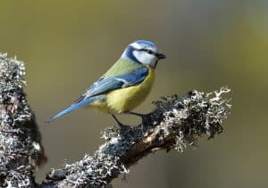 Just nu uppmanas allmänheten att sluta mata småfåglar i tre veckor, efter spridningen av blåmessjuka.