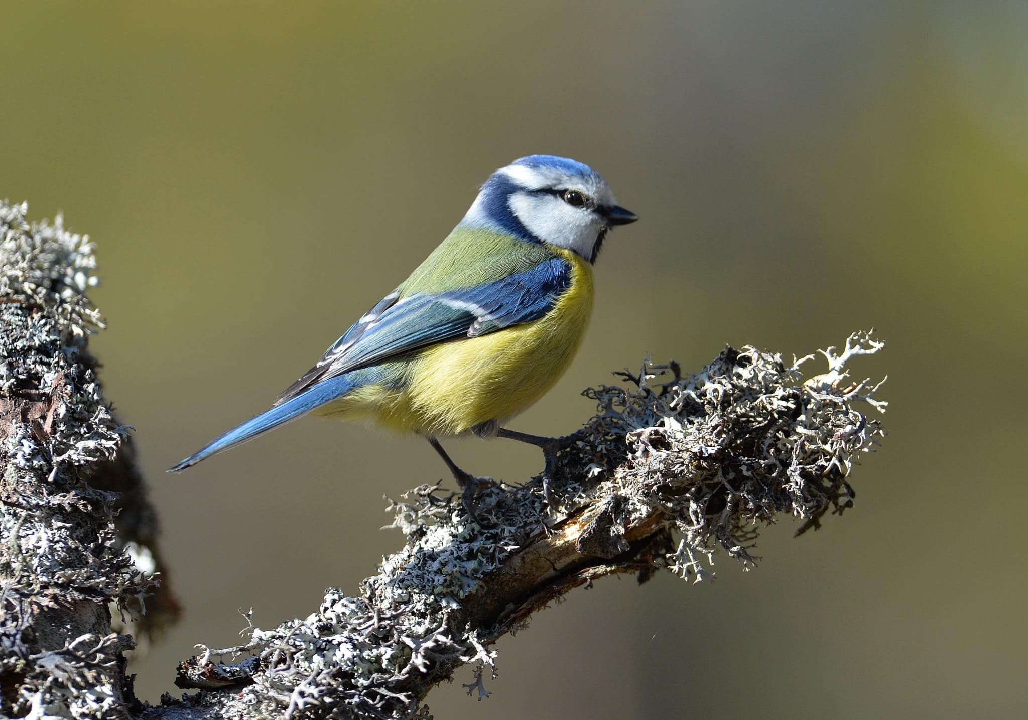 Just nu uppmanas allmänheten att sluta mata småfåglar i tre veckor, efter spridningen av blåmessjuka.