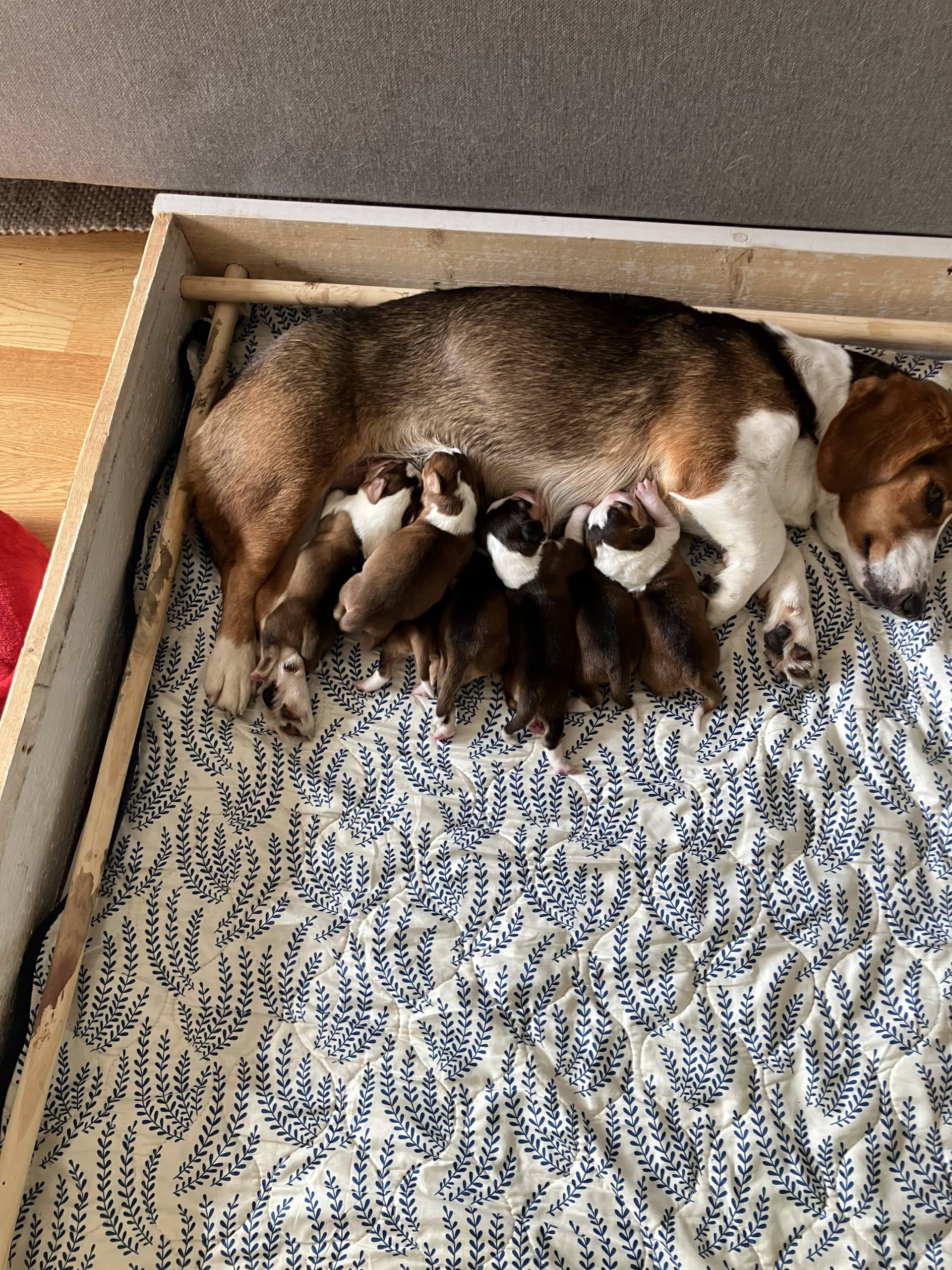 Trefärgade drevervalpar