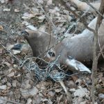 Trots att hornen bara är spetsar hade dovhjorten snott in sig i tråden så mycket att den inte kunde komma loss, utan gick en kvalfull död till mötes. Foto: Privat