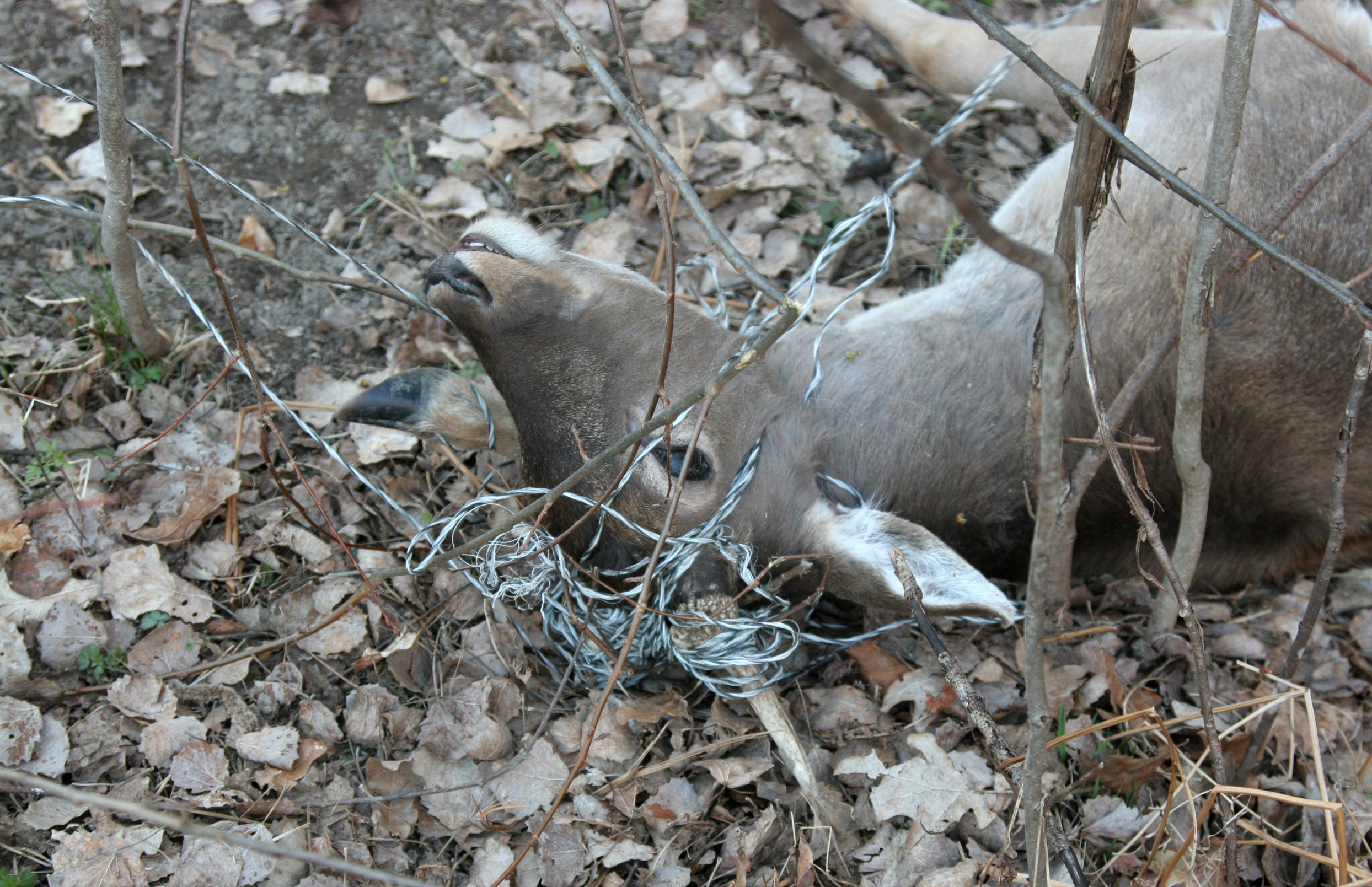 Trots att hornen bara är spetsar hade dovhjorten snott in sig i tråden så mycket att den inte kunde komma loss, utan gick en kvalfull död till mötes. Foto: Privat