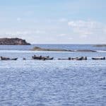 Nu inleds en ny säsong av licensjakt på gråsäl och skyddsjakt på knubbsäl. Foto: Per Jonson