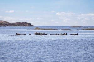 Nu inleds en ny säsong av licensjakt på gråsäl och skyddsjakt på knubbsäl. Foto: Per Jonson