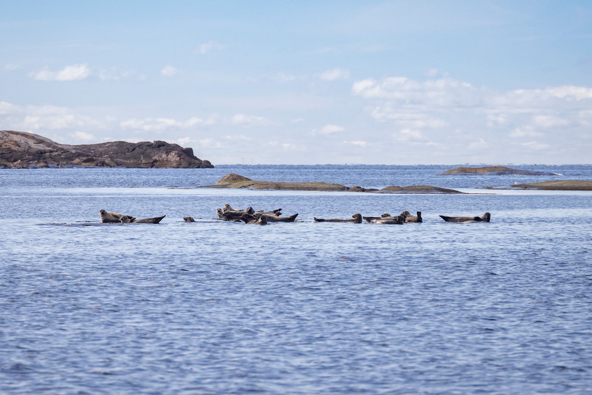 Nu inleds en ny säsong av licensjakt på gråsäl och skyddsjakt på knubbsäl. Foto: Per Jonson