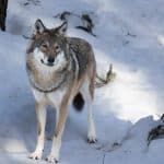 Vargstammen tycks vara närmast oförändrad i landet jämfört med förra vintern.