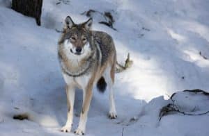Vargstammen tycks vara närmast oförändrad i landet jämfört med förra vintern.
