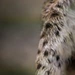 Domen mot de två män som fälldes för jaktbrott i samband med en skyddsjakt på lodjur 2022 överklagas nu till Hovrätten för Nedre Norrland.