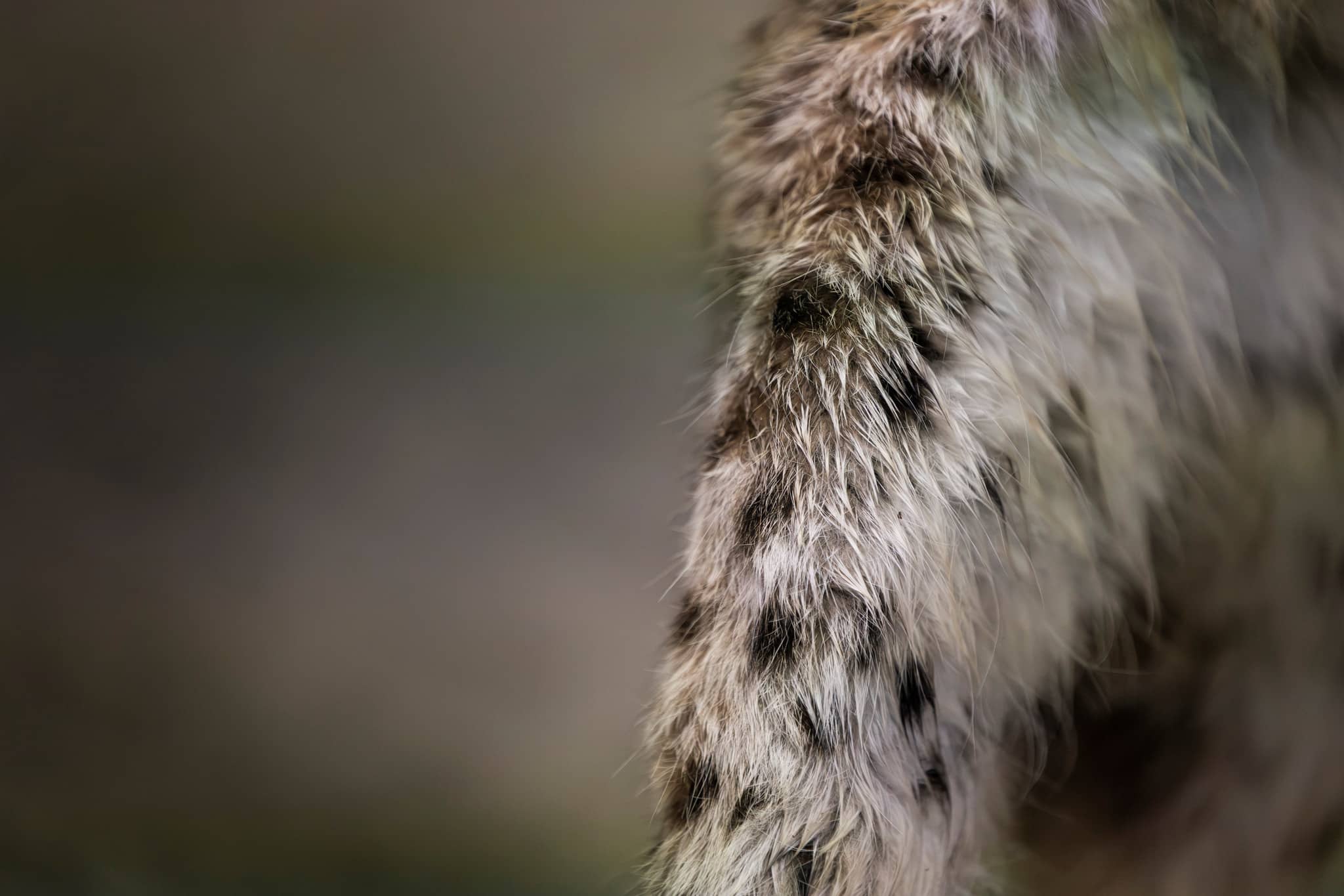 Domen mot de två män som fälldes för jaktbrott i samband med en skyddsjakt på lodjur 2022 överklagas nu till Hovrätten för Nedre Norrland.