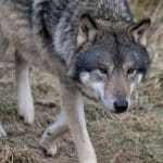 En fårägare beviljas ersättning efter att varg dödat tre tackor.