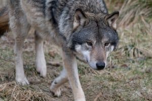 En fårägare beviljas ersättning efter att varg dödat tre tackor.